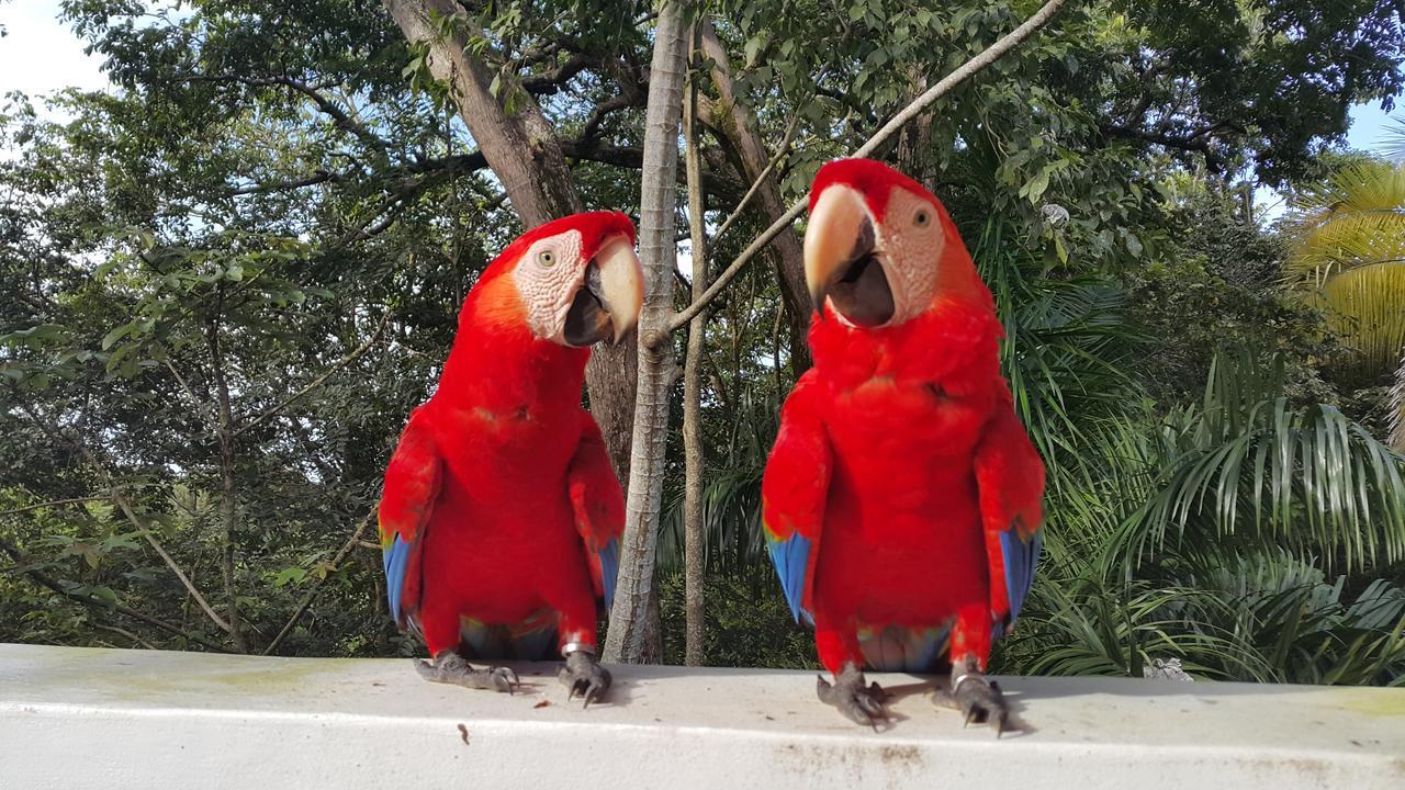 Casa Hotel Mare Nostrvm Manuel Antonio Kültér fotó