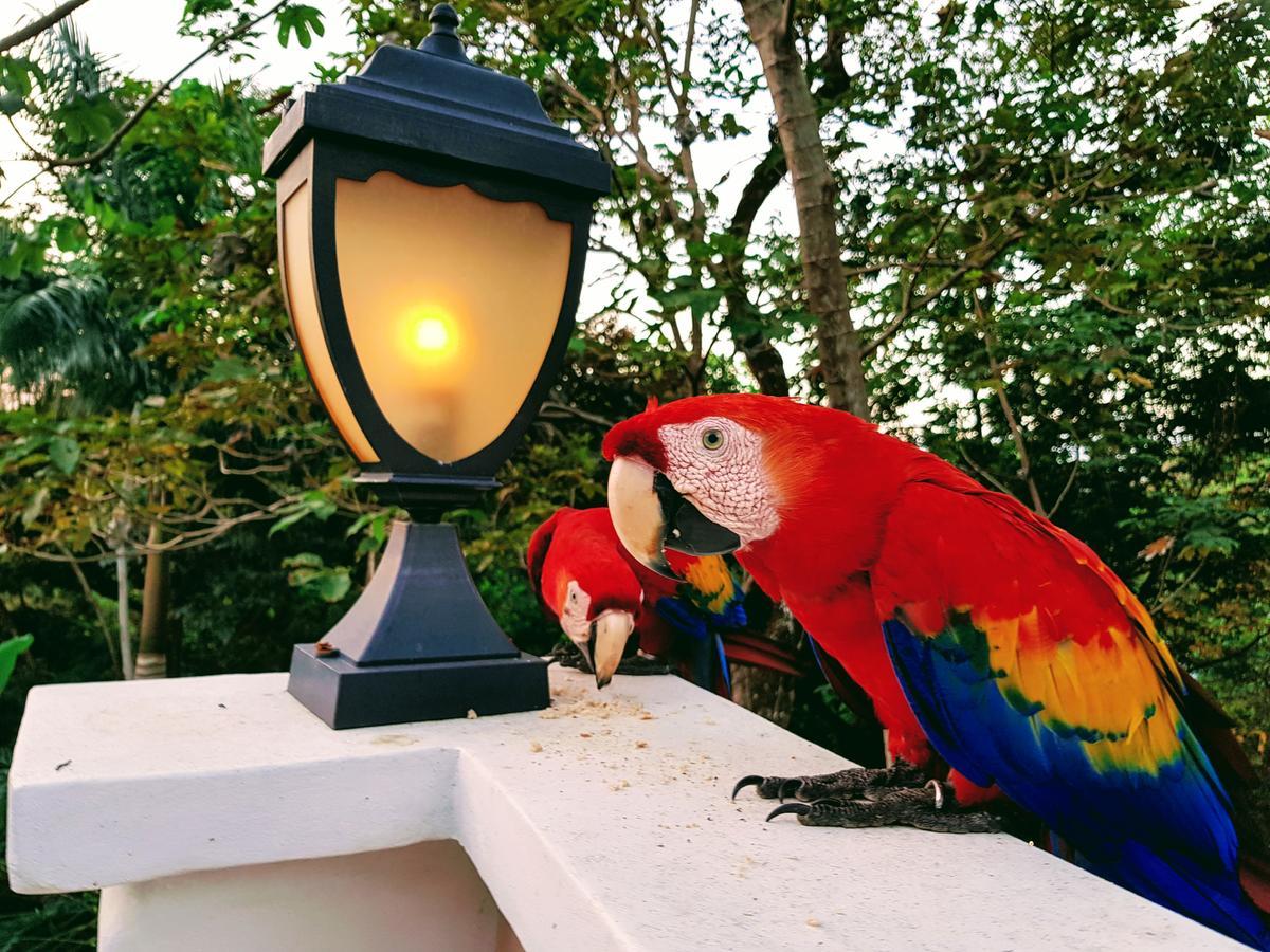 Casa Hotel Mare Nostrvm Manuel Antonio Kültér fotó